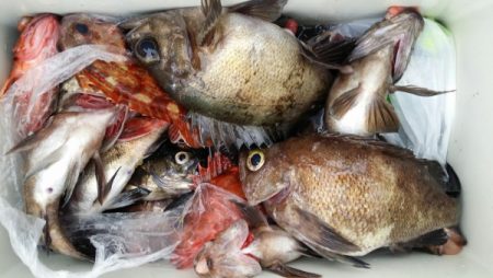 オーフリー 釣果