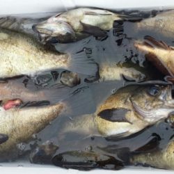 オーフリー 釣果