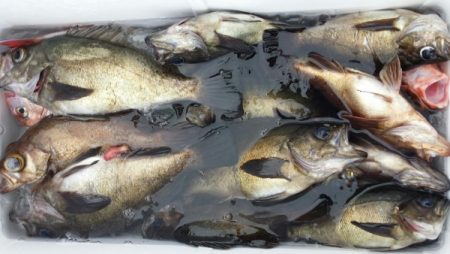 オーフリー 釣果