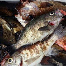 オーフリー 釣果