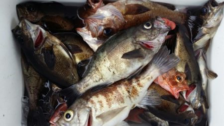 オーフリー 釣果