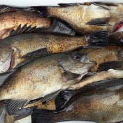 オーフリー 釣果