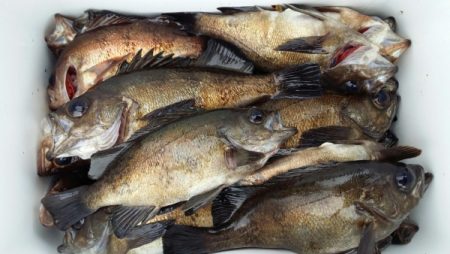 オーフリー 釣果