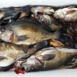 オーフリー 釣果