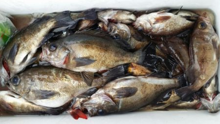 オーフリー 釣果