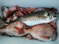 おおせき丸 釣果