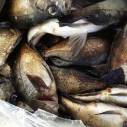 オーフリー 釣果