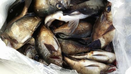 オーフリー 釣果