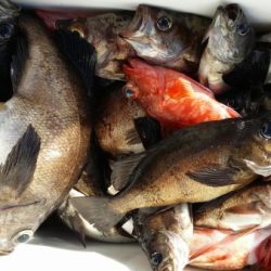 オーフリー 釣果