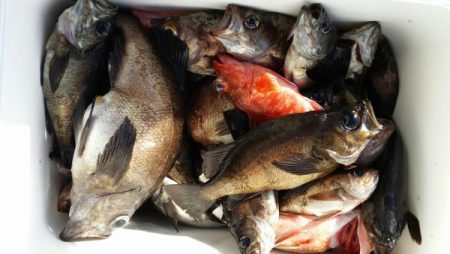 オーフリー 釣果