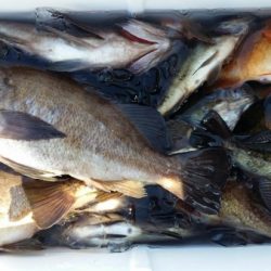 オーフリー 釣果