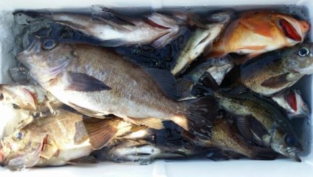 オーフリー 釣果