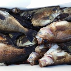 オーフリー 釣果