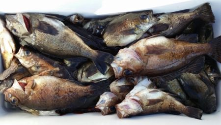 オーフリー 釣果