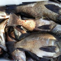 オーフリー 釣果