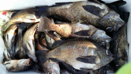 オーフリー 釣果