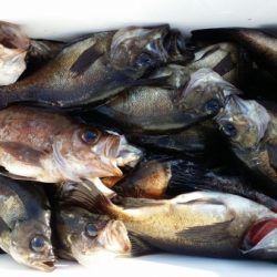 オーフリー 釣果