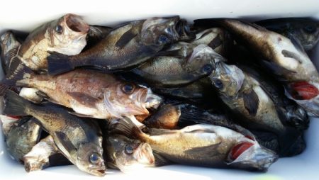 オーフリー 釣果