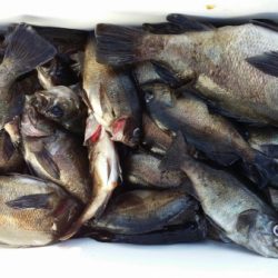 オーフリー 釣果