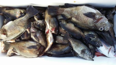 オーフリー 釣果