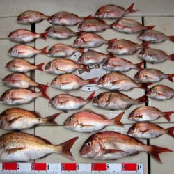 来温丸(らいおんまる) 釣果