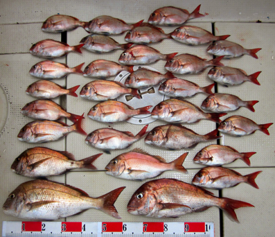 来温丸（らいおんまる） 釣果