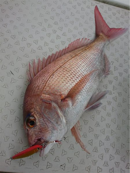 マタウマリンサービス 釣果