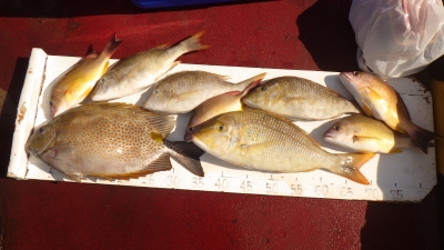 本部釣りイカダ 釣果