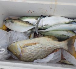 本部釣りイカダ 釣果