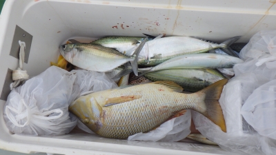 本部釣りイカダ 釣果