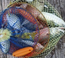 本部釣りイカダ 釣果