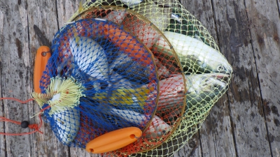 本部釣りイカダ 釣果