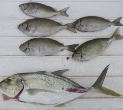 本部釣りイカダ 釣果