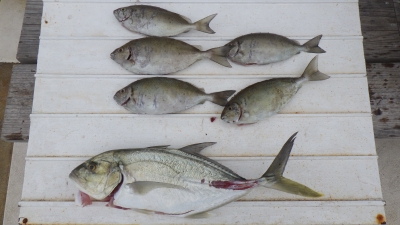 本部釣りイカダ 釣果