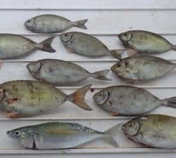本部釣りイカダ 釣果
