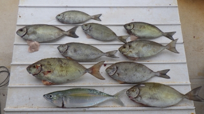 本部釣りイカダ 釣果