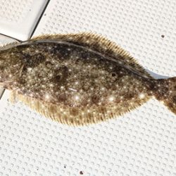 松本釣船２ 釣果