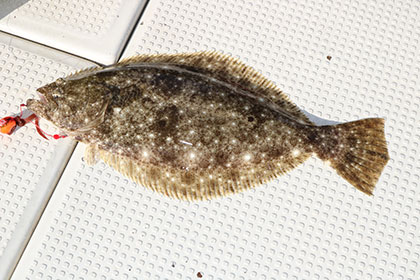 松本釣船２ 釣果