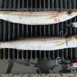 初めて使ったメタルジャッカーSJでカマス！　LUMICAスロージギング モニター投稿