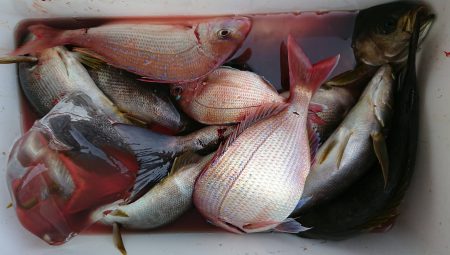 明神釣船 釣果