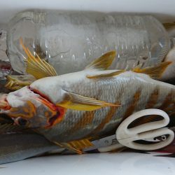 明神釣船 釣果