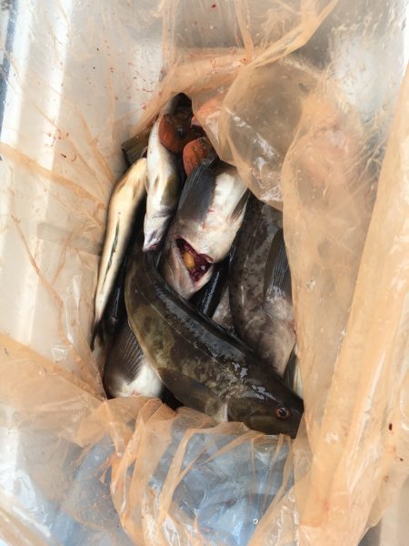 第八平成丸 釣果