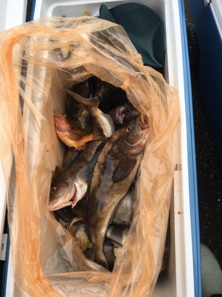 第八平成丸 釣果