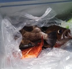 内浜丸 釣果