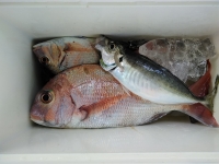 おおせき丸 釣果