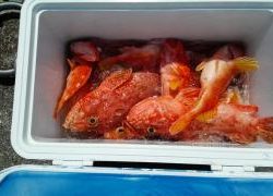 長栄丸(静岡) 釣果