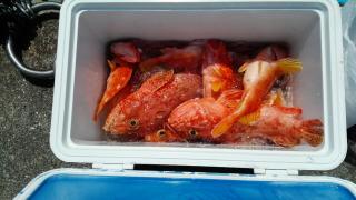 長栄丸(静岡) 釣果