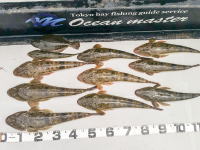 オーシャンマスター 釣果