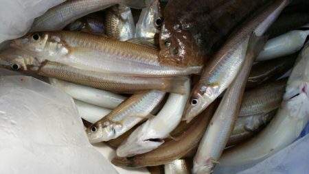 オーフリー 釣果