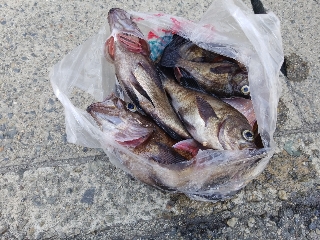 内浜丸 釣果